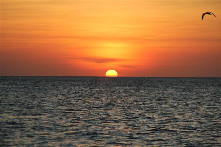 The sun setting into the Caribbean Sea, a pelican flying past